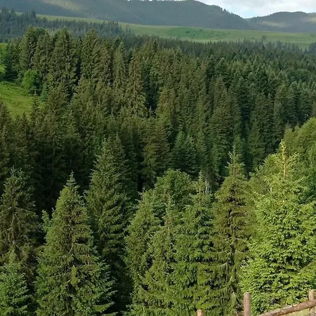 Forest Residens بيت للعطل *