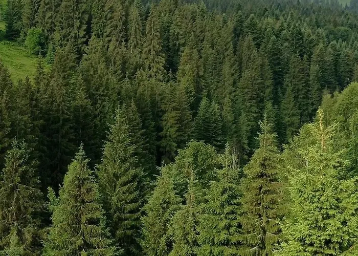 Forest Residens Nyaraló *